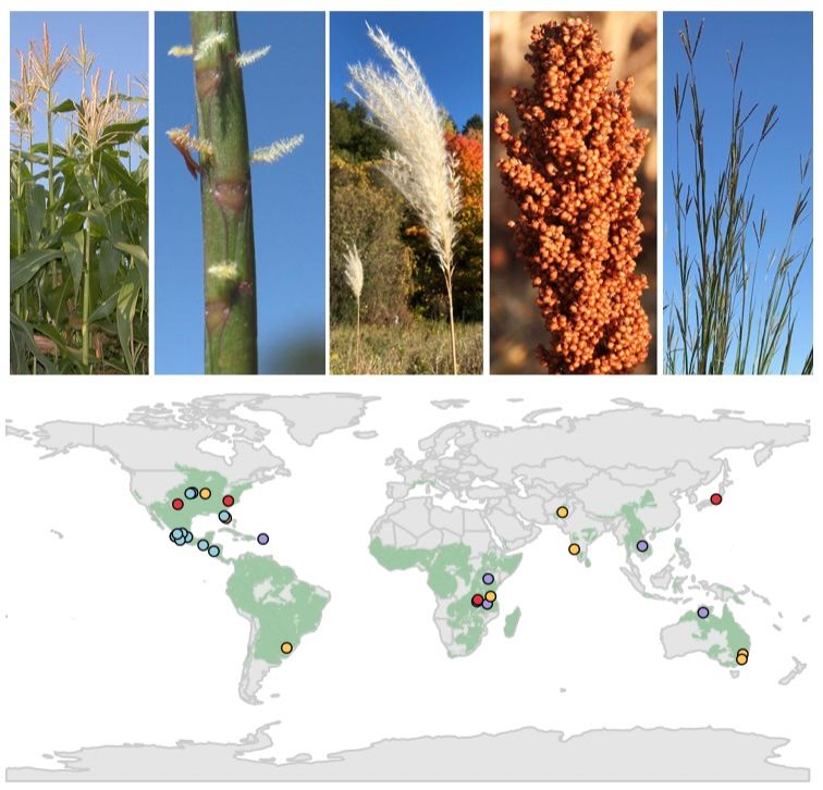 On top, five Andropogoneae grass species, from left to right Zea mays subsp. mays, Hemarthria uncinata, Miscanthus sinensis, Sorghum bicolor, Andropogon gerardi. On bottom, a map of the world, with collection sites of Andropogoneae grasses in points. A green background shows the distribution of Andropogoneae grasses throughout tropical and temperate latitudes