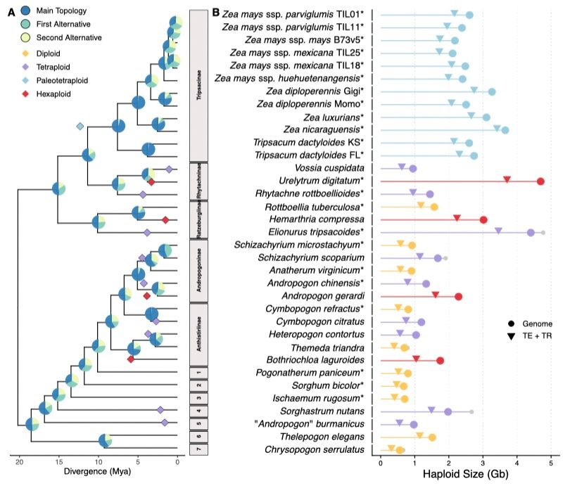 On left, a phylogeny of Andropogoneae species, with 14 independent polyploidy origins noted. On right, genome size and repeat content of each assembly. Across all assemblies, average assembly size is 1.9 Gb, and average repeat size is 1.5 Gb.