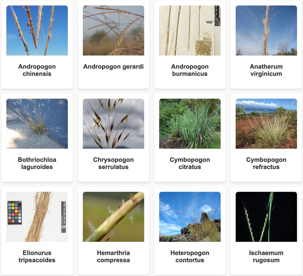 A screenshot of the linked website, with nine Andropogoneae species (Andropogon chinensis, Andropogon gerardi, Andropogon burmanicus, Anatherum virginicum, Bothriochloa laguroides, Chrysopogon serrulatus, Cymbopogon citratus, Cymbopogon refractus, Elionurus tripsacoides, Hemarthria compressa, Heteropogon contortus, and Ischaemum rugosum).