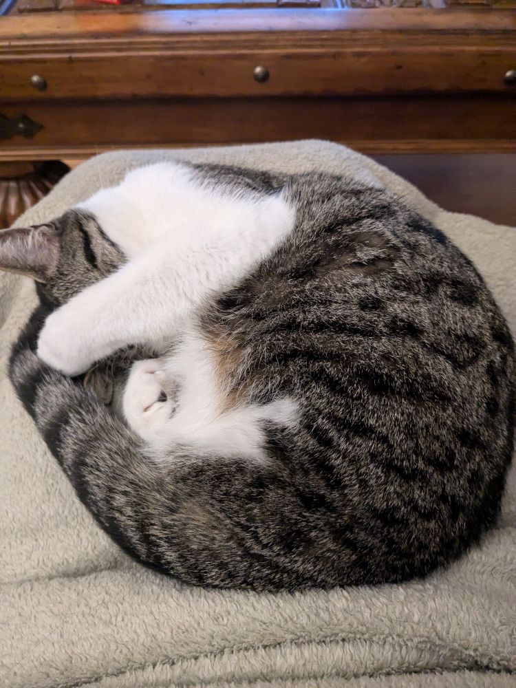 Shira the grey and white cat rolled up in a ball on my lap