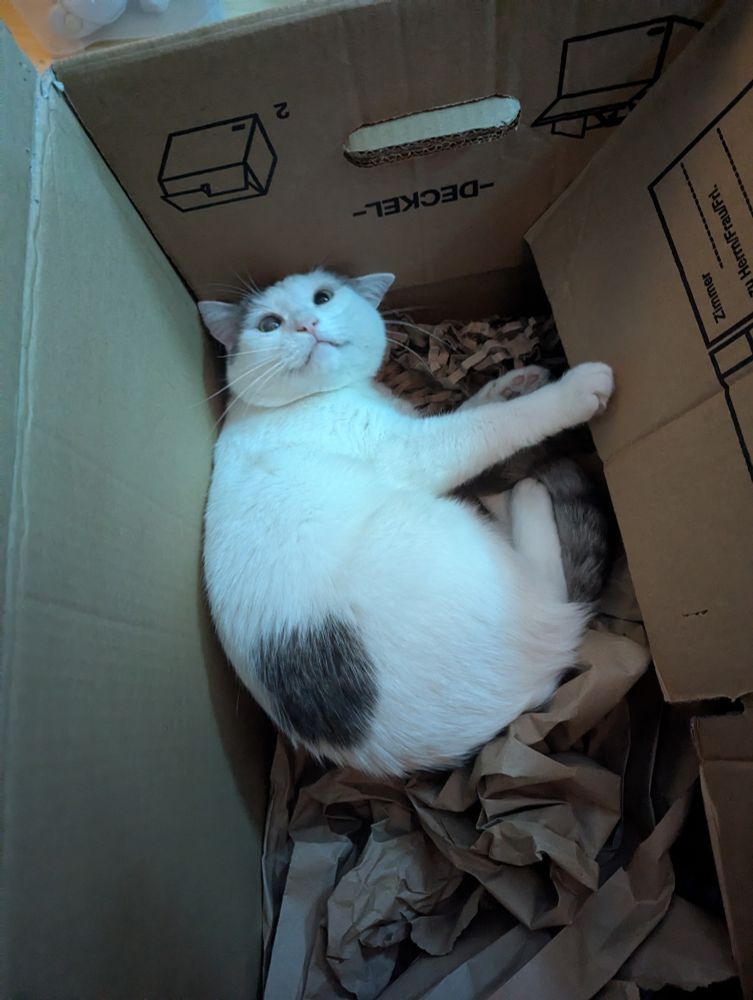 Weißer Kater mit grauem Fleck am Bobbes spielt in einer Kiste mit Verpackungsmaterial