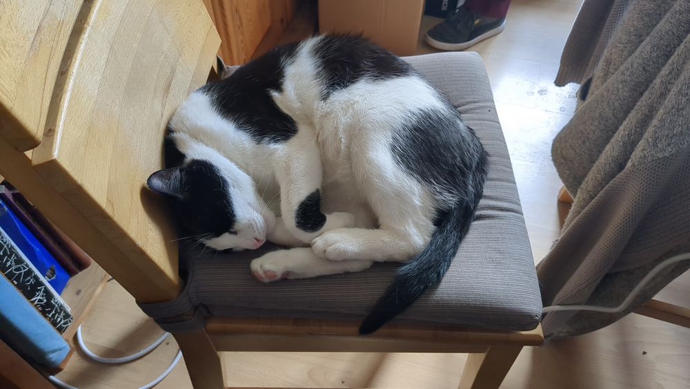 A tuxedo cat is laying on my chair 