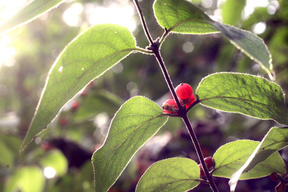 A close-up photo of a leafy twig with the sun behind it. Light is shining through the pairs of leaves, which have bright red berries on the stem between them