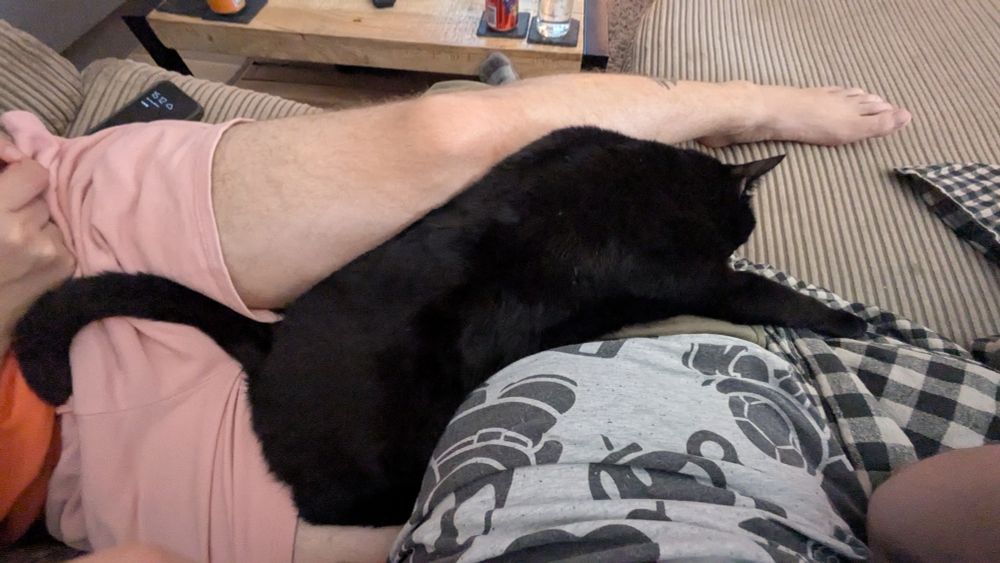 My son (black cat) Ares who was never supposed to be a lap cat is pancakes between me and my husbands laps.