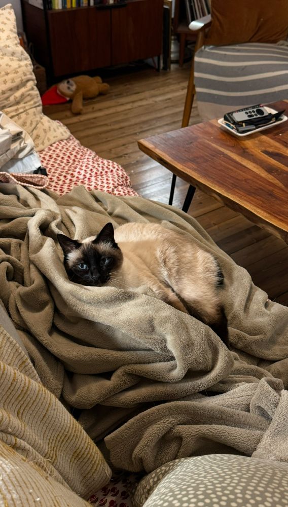 Photo de mon chat nommé Brume dans un paid sur le canapé 