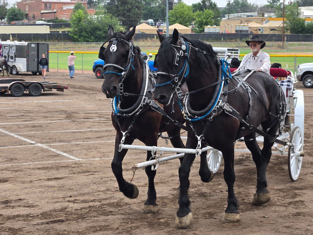 Two back horses pulling a white carriage. A man wearing a hat & white shirt is driving the team.