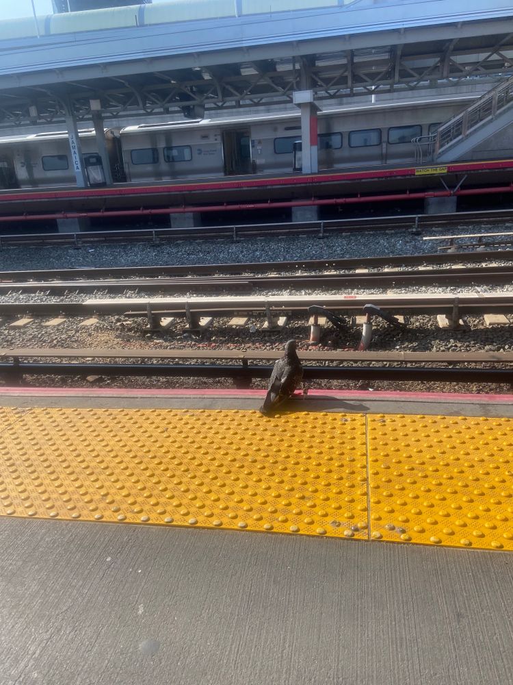Just another commuter pigeon.