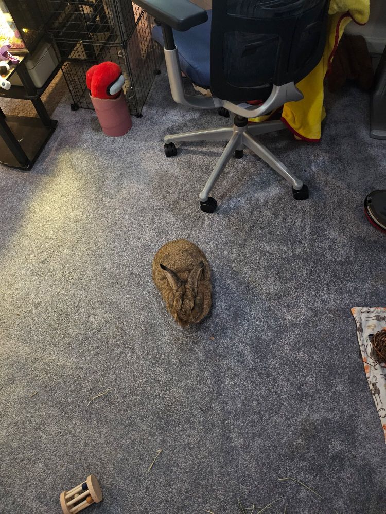 A little bunny rabbit loafed up on the carpet