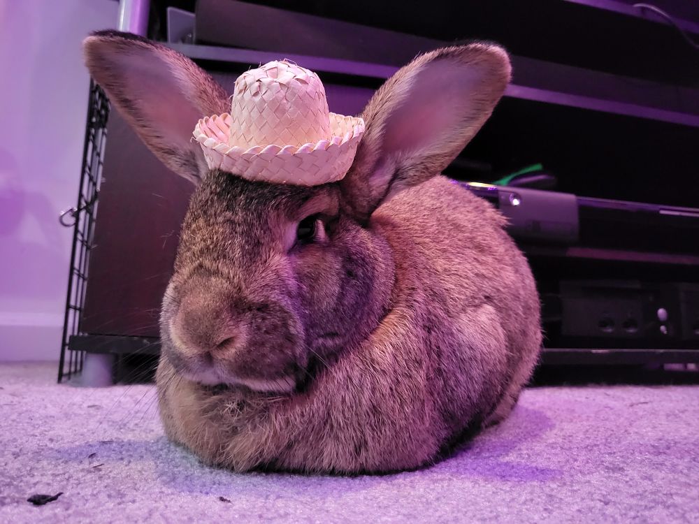 A big bunny loafed up with a tiny straw hat on
