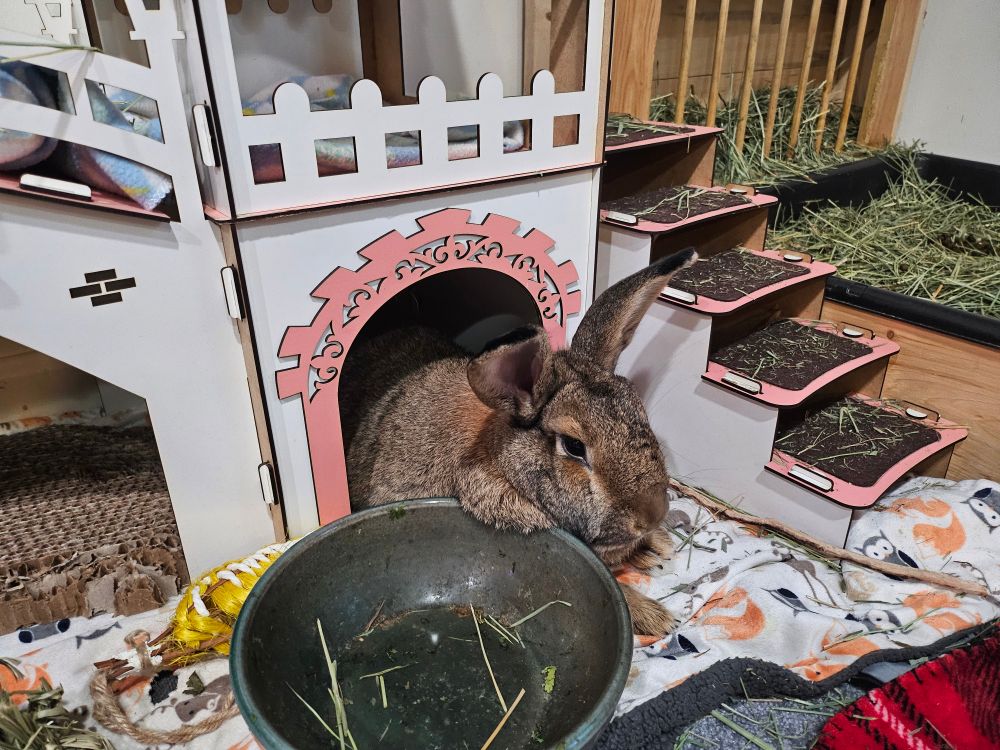 A big brown rabbit splooted out half inside his big bunny castle. His back half is inside and his front half is laying on a blanket