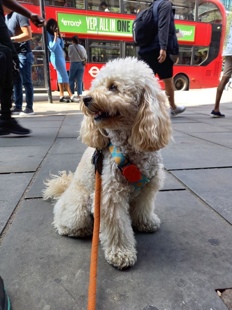 extremely charismatic white cavapoo sitting jauntily on the pavement. Red London bus zooming by in the background.