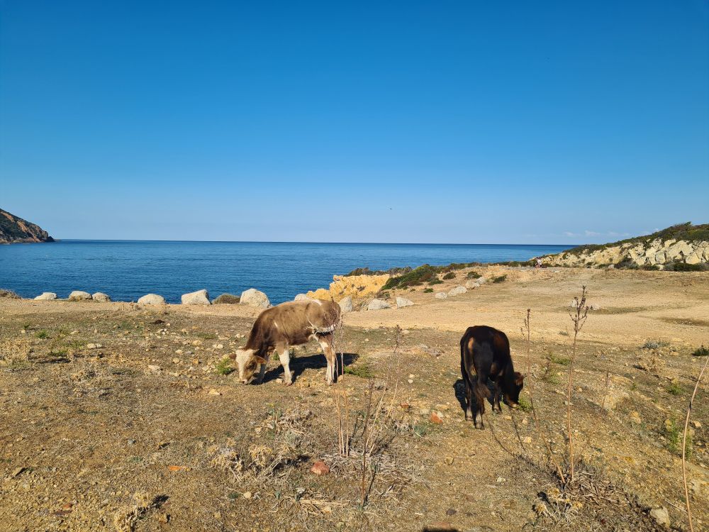 Deux petites vaches qui broutent des chardons, en arrière plan la mer calme et tellement bleue