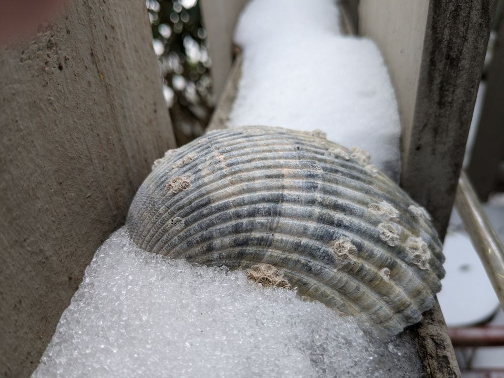 A Giant Atlantic Cockle shell with a few barnacles surrounded by a rare southern snow. 