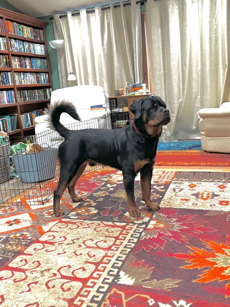Picture of a young rottweiler in a colourful lounge room, ears and tail up, but this time badly colour-adjusted so you can see the black dog in more detail.