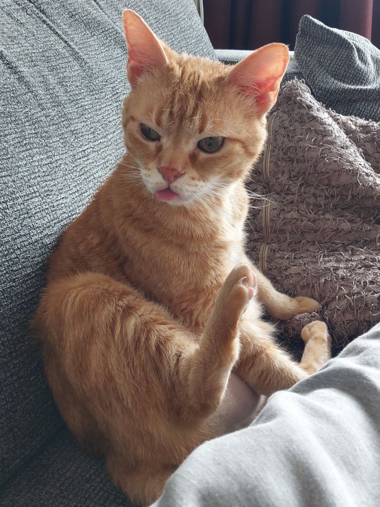 An orange cat sits on their butt on a couch. Their head is turned, their right leg is up in the air, and they are sticking out their tongue. They look incredibly undignified. 