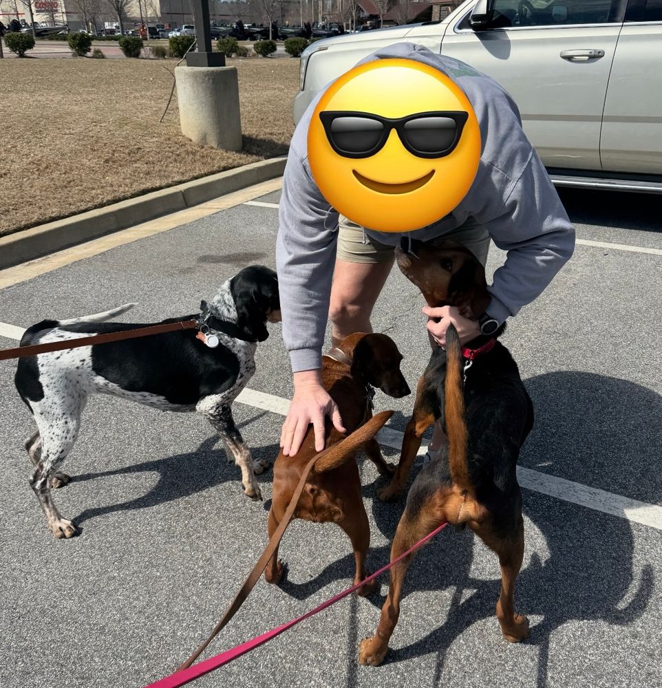 A man leaning down to greet three hound dogs on leashes 