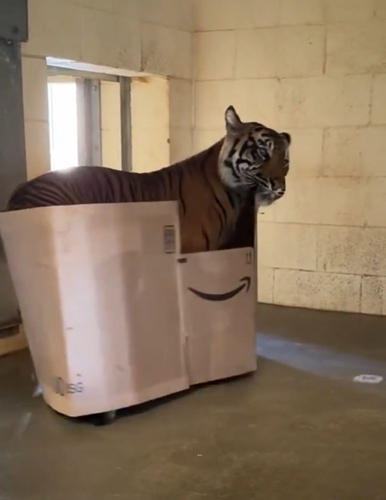 Large tiger in medium box