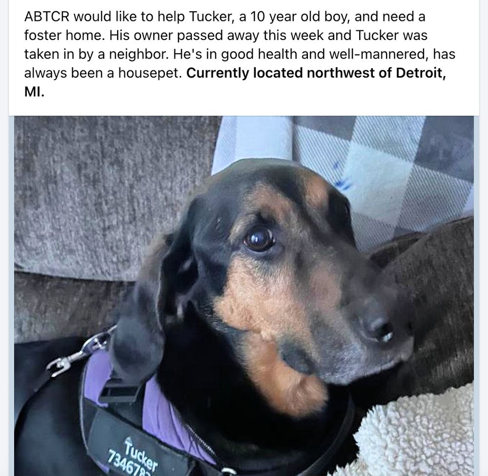 A photo of Tucker the black and tan coonhound, with the text: "ABTCR would like to help Tucker, a 10 year old boy, and need a foster home. His owner passed away this week and Tucker was taken in by a neighbor. He's in good health and well-mannered, has always been a housepet. Currently located northwest of Detroit, MI."