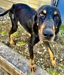 A blurry photo of a skinny black and tan coonhound 