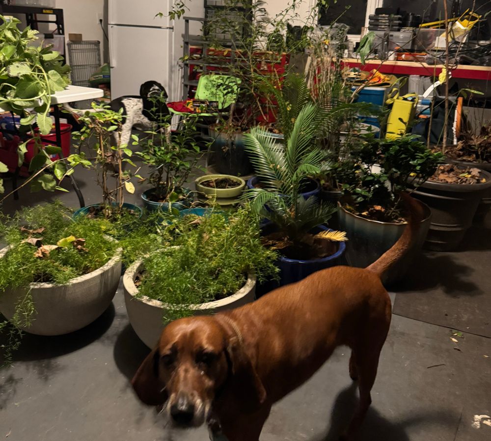Betty the Redbone coonhound and Sunny the bluetick coonhound are inspecting the many potted plants scattered around the garage