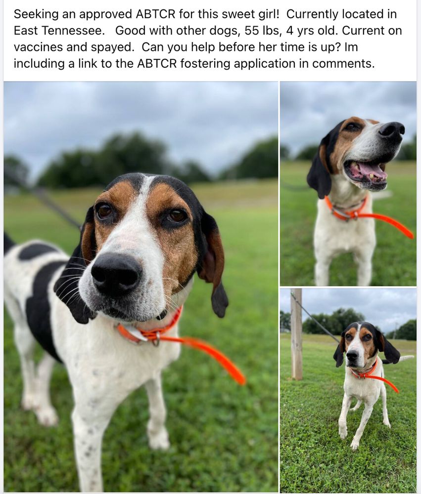 Three photographs of a young female treeing walker coonhound with the following text: "Seeking an approved ABTCR for this sweet girl!  Currently located in East Tennessee.   Good with other dogs, 55 lbs, 4 yrs old. Current on vaccines and spayed.  Can you help before her time is up? Im including a link to the ABTCR fostering application in comments."