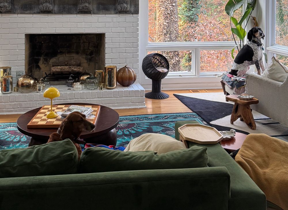 A redbone coonhound and a bluetick coonhound are lounging resplendently in front of a bunch of windows leading to the woods #hiBetty #hiSunny