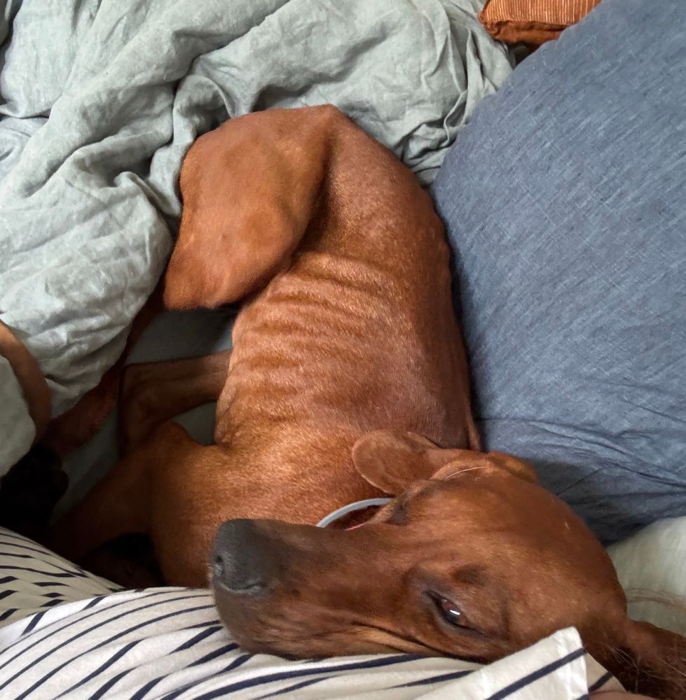 Mandy the redbone coonhound snuggled up in a people bed