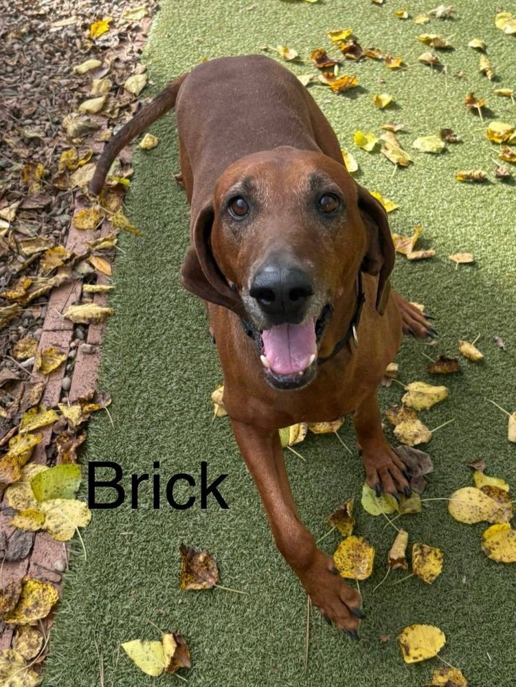 Hound dog named Brick