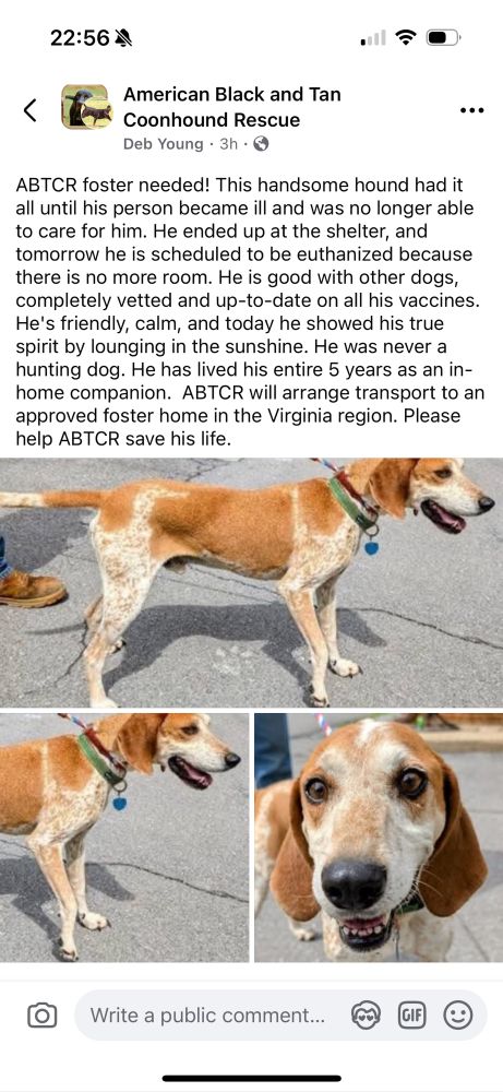 22:56 4)
American Black and Tan
Coonhound Rescue
Deb Young • 3h • ©
ABTCR foster needed! This handsome hound had it all until his person became ill and was no longer able to care for him. He ended up at the shelter, and tomorrow he is scheduled to be euthanized because there is no more room. He is good with other dogs, completely vetted and up-to-date on all his vaccines.
He's friendly, calm, and today he showed his true spirit by lounging in the sunshine. He was never a hunting dog. He has lived his entire 5 years as an in-home companion. ABTCR will arrange transport to an approved foster home in the Virginia region. Please help ABTCR save his life.
Write a public comment...