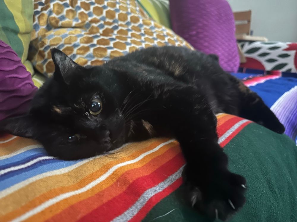 Podcat Ain’t Played Nobody lounging on a rainbow striped blanket and contemplating murder with pupils the size of dimes 