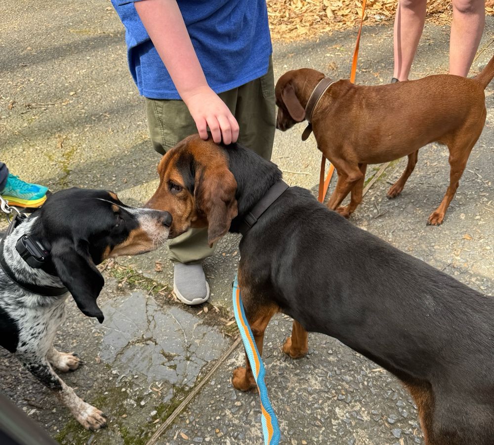 Three hound dogs greeting one another in the driveway under careful watch of a nephew