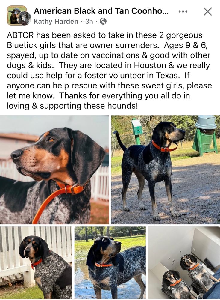Screenshot of a Facebook post from American Black and Tan Coonhound Rescue by
Kathy Harden with the following text:
ABTCR has been asked to take in these 2 gorgeous Bluetick girls that are owner surrenders. Ages 9 & 6, spayed, up to date on vaccinations & good with other dogs & kids. They are located in Houston & we really could use help for a foster volunteer in Texas. If anyone can help rescue with these sweet girls, please let me know. Thanks for everything you all do in loving & supporting these hounds!

Followed by several photos of two bluetick hounds 