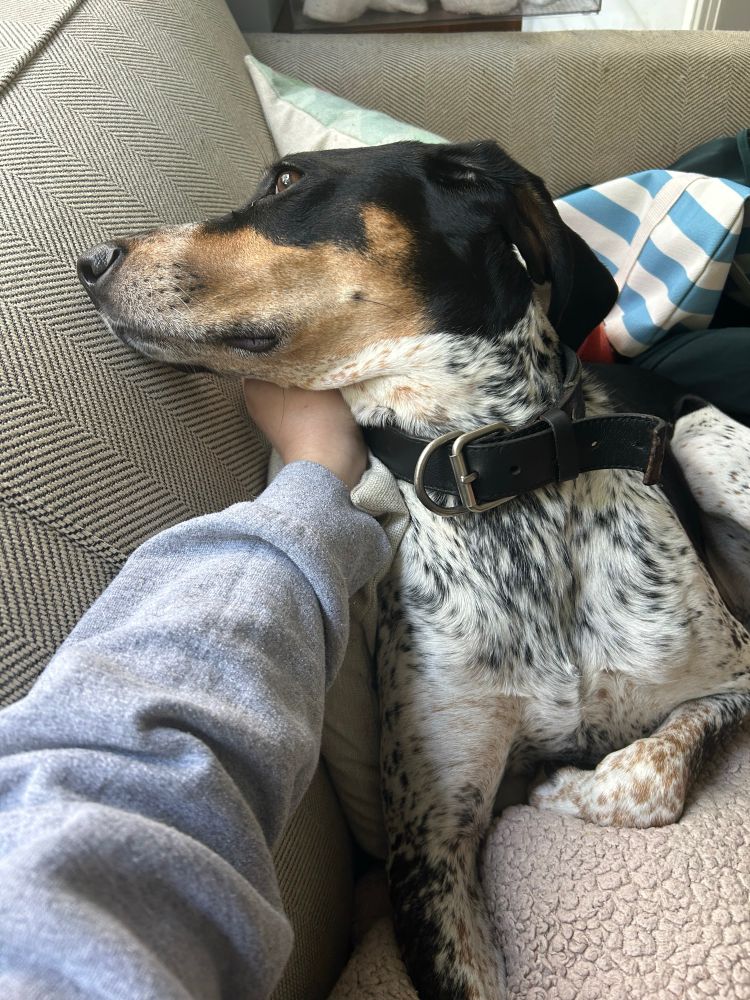 Sunny the bluetick coonhound cannot bear to look 