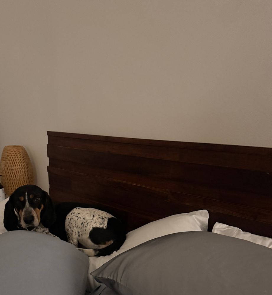Sunny the bluetick coonhound setting about the business of making all the pillows on the bed smell like dog camp 