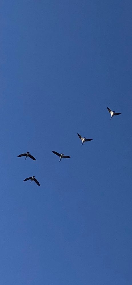 Oiseaux en vol.
