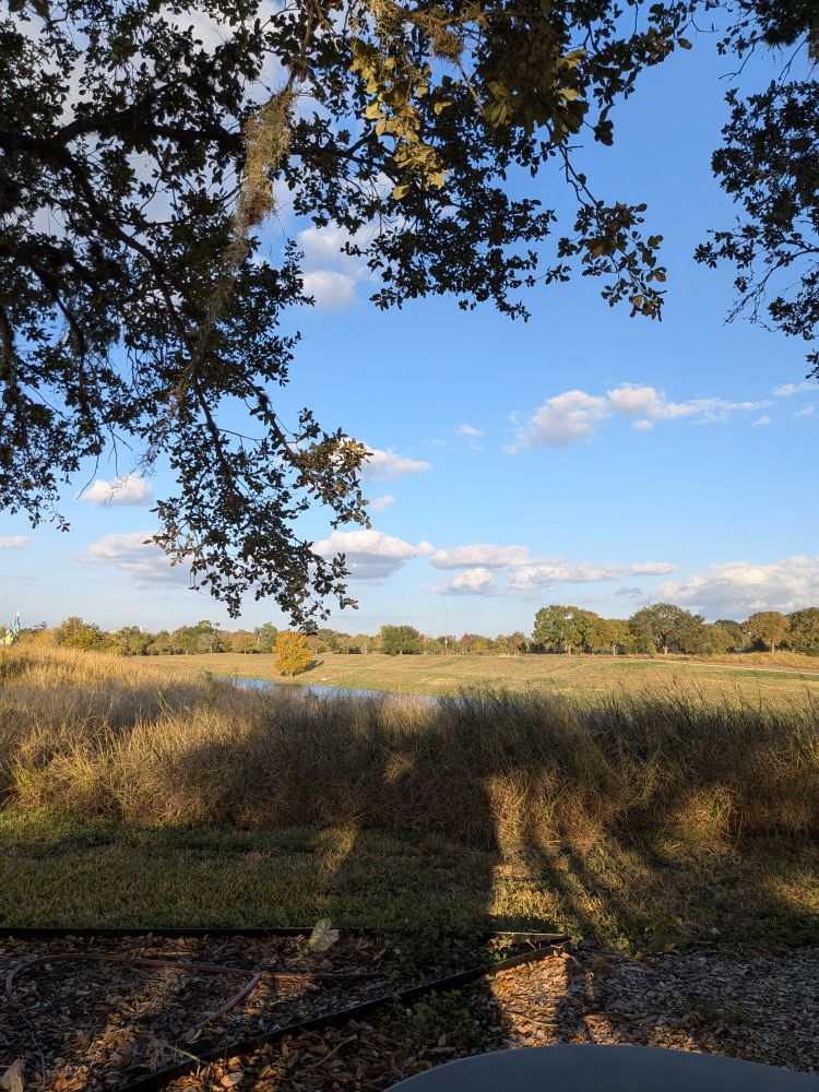 sitting under an oak tree with greenery in the horizon and blue semi cloudy sky