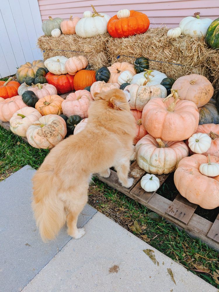 Pomeranian trying to climb a pallet stacked with pumpkins.
