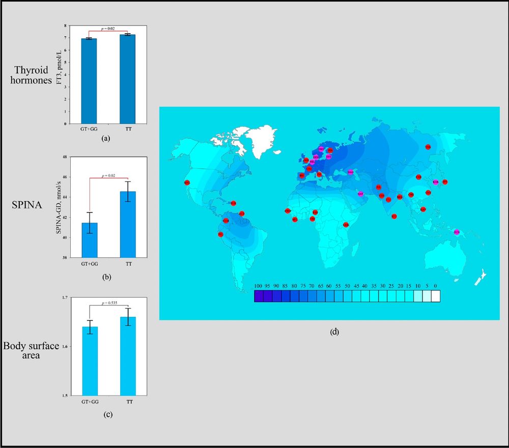 Figure 1. Effect of the rs3811787 of UCP1 gene in human adaptation to cold: (a) The levels of FT3 as a function of rs3811787 genotypes of the UCP1 gene; (b) Association analysis of the TT rs3811787 genotype between SPINA-GD; (c) Association analysis of the TT rs3811787 genotype between BSA; (d) The geographical distribution of the frequencies of the T rs3811787 (UCP1) allele in global human populations to identify signals of natural selection for cold climate adaptation.