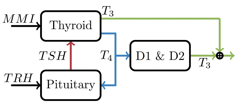 Fig. 1. Simplified block diagram of the pituitary-thyroid feedback loop. The thyroid produces the hormones T3 and T4. On the one hand, this process is stimulated by TSH, a hormone secreted from the pituitary. On the other hand, this process is inhibited by Methimazole (MMI), an antithyroid agent (i.e., a medication), which constitutes the control input in this work. The hormone T4 gets converted into T3 by the enzymes 5’-deiodinase type I (D1) and 5’-deiodinase type II (D2). Finally, TRH (which is a natural hormone, and not a medication) stimulates the production of TSH.