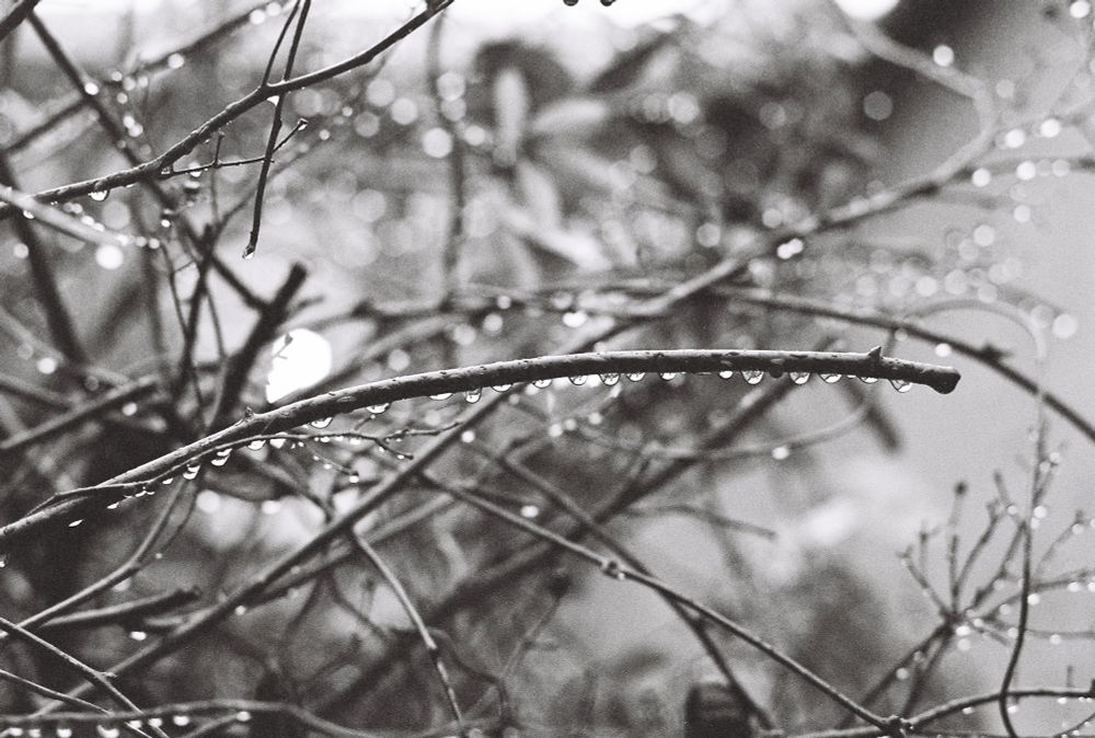 a black and white photo of water droplets on branches