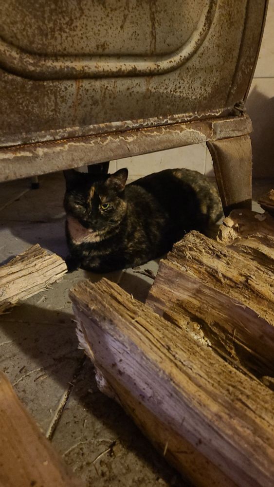 Tortie cat sitting in loaf position underneath a wood burning stove with wood in the foreground 