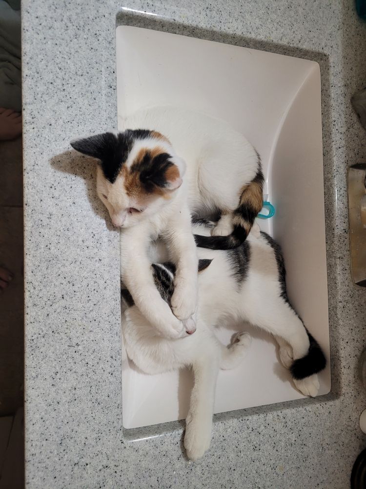 Two kittens lay cuddled in a bathroom sink together, the big spoon has stretched her paws out, covering her sister's eyes 