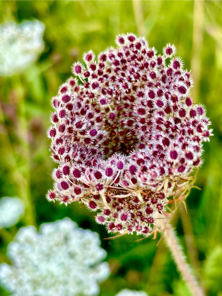 Macro picture of beautiful dark red wild carrot seeds in the foreground with blurry blooming white wild carrot bulbs and greens in the background. The seeds are small, 3-4 mm long, and have a slightly flattened, egg-shaped appearance. They are characterized by 5 narrow, bristly, longitudinal ribs. When mature, like here, they develop barbed prickles, which aid in dispersal by clinging to clothing, animals, and other surfaces when dispersed by the wind.