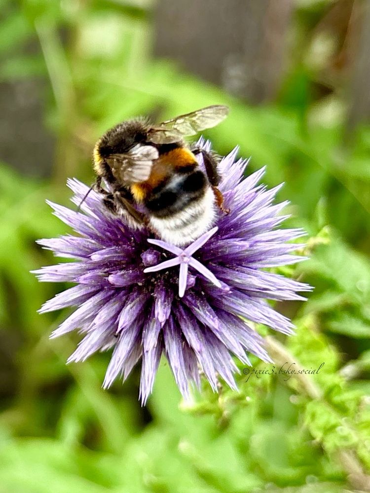 Bee a star! And bee free is the motto of this cute picture of an adorable, fluffy Buff-tailed Bumblebee on a Blue Globe-thistle. A little star flower is blooming directly on the underside of the bumblebee’s fluffy butt, so it looks like it’s sitting on a star.

The bumble bee has a thin egg yolk colored upper head stripe, the rest of the head is dark brown. Then there’s another egg yolk yellow stripe on its body, followed by a chocolate brown stripe and the butt is white.

The wings are up, so the bumblebee is ready for takeoff anytime, free to buzz around.
In the blurry background there are shades of fresh green leaves of the plants and flowers around.
