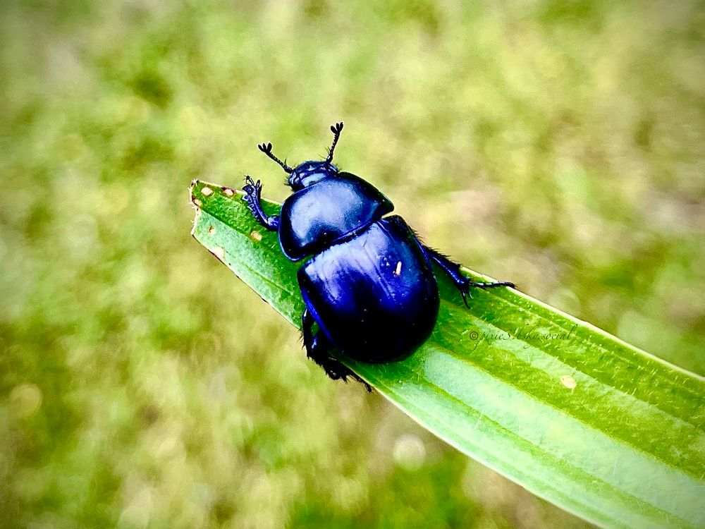 This beautiful, blue shimmering little spring dumbledor beetle pictured here, is sitting attentive on the front part of a light green, slim, long ribwort plantain leaf, looking forward, his little legs holding onto the leaf.
I picked him up, to transport him away from a heavily frequented biking and hiking road in a forest, to bring him to the side, so he’s safe. The background is blurry in shades of light green, as we were already above the safe space on the side.

Trypocopris vernalis, (previously listed under the Geotrupes genus as Geotrupes vernalis) known sometimes by the common name spring dumbledor or spring dor beetle, is a type of dung beetle. The beetle has a black color that beautifully shimmers in a deep blue.
Physical Description:
Size: Approximately 10–20 mm in length.
Coloration: Typically metallic blue, purple, or black, often with an iridescent sheen. The exact hue can vary between individuals.
Body: Robust, dome-shaped, and strongly convex.
Surface: The elytra (wing covers) are finely striated, with a smooth and glossy appearance.
Habitat:
Commonly found in woodlands, heaths, and grasslands, particularly in sandy or acidic soils.
Distributed across Europe, especially in northern and western regions, including the UK.