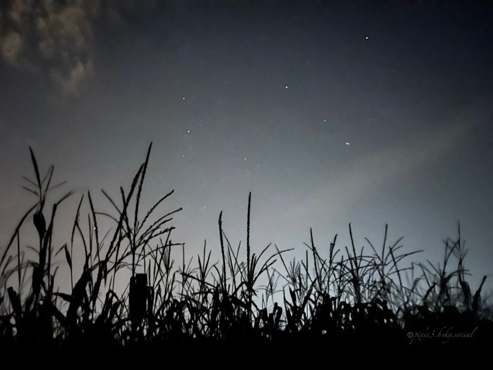 The black silhouettes of the upper part of corn plants (they were higher than me!) in a cornfield are giving a nice contrast to the night sky with some stars twinkling down on us earthlings and a very light, barely visible pink hue of an aurora borealis taking place that night. In the upper left corner there are some fluffy traces of clouds.