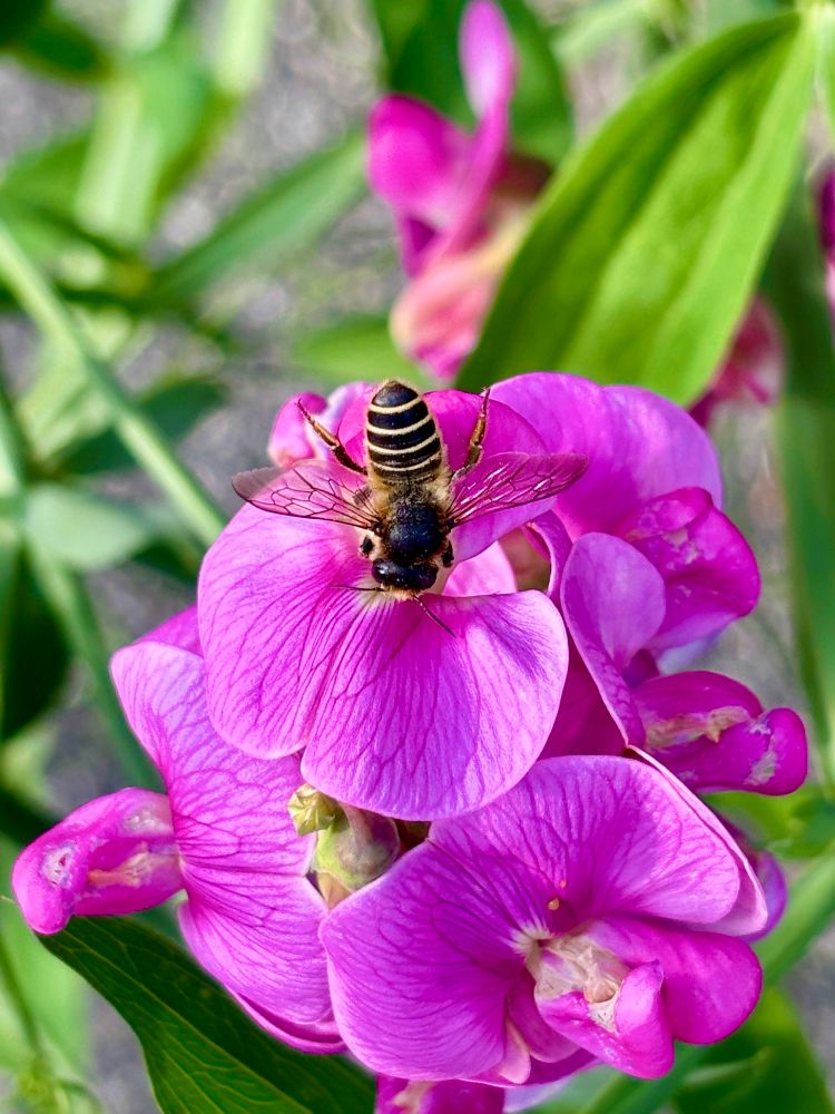 A little Leafcutter Bee is enjoying her dinner on a pink pea flower.
“The genus Megachile is a cosmopolitan group of solitary bees, often called leafcutter bees or leafcutting bees; it also includes the resin bees and mortar bees. While other genera within the family Megachilidae may chew leaves or petals into fragments to build their nests, certain species within Megachile neatly cut pieces of leaves or petals, hence their common name.
This is one of the largest genera of bees, with more than 1500 species in over 50 subgenera.”
Source: Wikipedia 