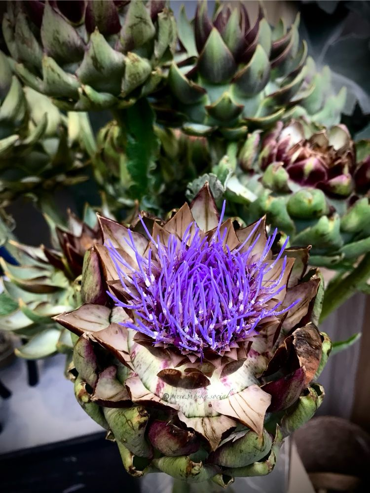 I’m grateful for all the beautiful plants Mother Nature created to bring beauty, food, healing, and so much more into our lives.
An artichoke, scientifically known as Cynara scolymus, is actually a flower bud of a thistle plant. If left unharvested, it will develop into a beautiful, large, violet-purple flower. 
Here 4 green Artichoke buds in the background are depicted, with one more artichoke bud in the foreground, that developed into a blooming flower. Its thistle-like flower head has numerous small, purple disk florets in the middle, reminding me a little bit of thin tentacles.
The outer layers of the bud are called bracts, which are fleshy, triangular scales that protect the developing flower.

The part we eat, before a flower develops, the "heart", is the fleshy receptacle and base of the leaves (bracts) of this immature flower bud. The "choke" is the inedible, fuzzy part on top of the heart