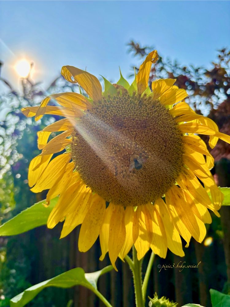 A little blurry bee is sitting in the middle of a sunflower, that has seen better days. Some petals on its top are missing, some petals are dry, some are crinkling, it reminds me a bit of Albert Einstein’s hair that was often standing in all directions. I loved how the late evening sunset casts a beautiful little spotlight on the little blurry bee, and how the indirect light illuminates the remaining petals from the back and the green leaves, creating nice little shadows.
The sunflower is standing in front of a wooden fence and there are some blurry bushes visible in the garden behind the fence, with its leaves reaching towards the light blue sky.
It’s not really a high end classical beautiful picture, probably far from it, but I love these little details, creating beauty at the second glance.