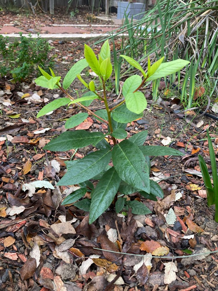 Young coffeeberry tree plant (about 12 inches tall) with deep green older leaves at the bottom and new growth bright green leaves at the top.